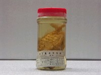 藏品(松毬魚)的圖片